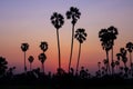 Silhouette coconut palm tree at sunset. nature outdoor photography. wallpaper of nature