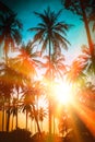 Silhouette coconut palm trees on beach at sunset. Vintage tone Royalty Free Stock Photo