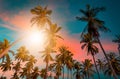 Silhouette coconut palm trees on beach at sunset. Vintage tone Royalty Free Stock Photo