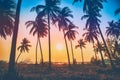 Silhouette coconut palm trees on beach at sunset. Vintage tone Royalty Free Stock Photo