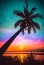Silhouette coconut palm trees on beach at sunset. Royalty Free Stock Photo