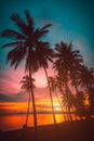 Silhouette coconut palm trees on beach at sunset. Royalty Free Stock Photo