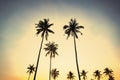 Silhouetted of coconut tree during sunset. palm tree with sun light on sky background. Isolated tall coconut palm tree against Royalty Free Stock Photo