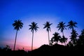 Silhouetted of coconut tree during sunset. palm tree with sun light on sky background. Isolated tall coconut palm tree against Royalty Free Stock Photo