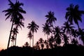Silhouetted of coconut tree during sunset. palm tree with sun light on sky background. Isolated tall coconut palm tree against Royalty Free Stock Photo