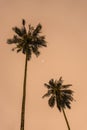 Silhouetted of coconut tree during sunset. palm tree with sun light on sky background. Isolated tall coconut palm tree against Royalty Free Stock Photo