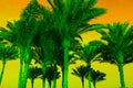 Silhouette coconut palm trees on beach at orange sky. Vintage tone. Green pals and yellow background