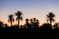 Silhouette coconut palm trees on beach at sunset. Vintage tone. Landscape with palms during summer season, California state, USA Royalty Free Stock Photo