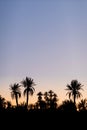 Silhouette coconut palm trees on beach at sunset. Vintage tone. Landscape with palms during summer season, California state, USA Royalty Free Stock Photo