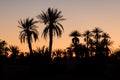 Silhouette coconut palm trees on beach at sunset. Vintage tone. Landscape with palms during summer season, California state, USA Royalty Free Stock Photo