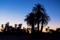 Silhouette coconut palm trees on beach at sunset. Vintage tone. Landscape with palms during summer season, California state, USA Royalty Free Stock Photo