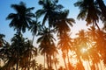 Silhouette of coconut palm trees on colorful sun set Royalty Free Stock Photo