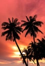 Silhouette of coconut palm trees on colorful sun set Royalty Free Stock Photo