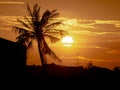 Silhouette of coconut palm trees on colorful sunset tropical cit