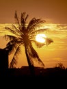 Silhouette of coconut palm trees on colorful sunset tropical cit Royalty Free Stock Photo