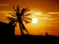 Silhouette of coconut palm trees on colorful sunset tropical cit Royalty Free Stock Photo