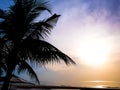 Silhouette coconut palm trees on hua hin beach thailand at twilight time colorful.Copy-space for editor. Royalty Free Stock Photo