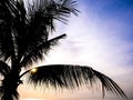 Silhouette coconut palm trees on hua hin beach thailand at twilight time colorful.Copy-space for editor. Royalty Free Stock Photo