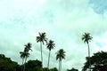 Silhouette of Coconut palm trees Royalty Free Stock Photo
