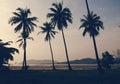 Silhouette of coconut palm trees. Royalty Free Stock Photo