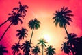 Silhouette coconut palm trees with sunset and flare sky background Royalty Free Stock Photo