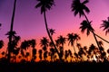 Silhouette coconut palm trees with sunset. Royalty Free Stock Photo