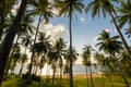 Silhouette coconut palm trees at sunset or sunrise sky over sea Amazing light nature colorful landscape Beautiful light nature sky Royalty Free Stock Photo