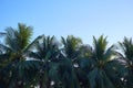 Silhouette coconut trees with vivid beautiful sky