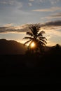 The silhouette of coconut tree on the beginning sunset