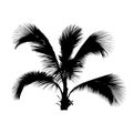 Silhouette coconut tree, black natural plant sign, palm tree