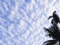 silhouette coconut tree with blue sky with more cloud from morning time Royalty Free Stock Photo