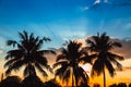 Silhouette coconut tree hawaii blue sky sunset