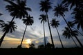 The silhouette coconut tree with sun rise Royalty Free Stock Photo