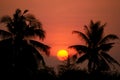 Silhouette of  coconut tree with a sun set in the background Royalty Free Stock Photo
