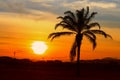 Silhouette coconut tree in time sunset beautiful colorful landscape in blue sky evening nature twilight Royalty Free Stock Photo