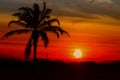 Silhouette coconut tree in time sunset beautiful colorful landscape in blue sky evening nature twilight Royalty Free Stock Photo