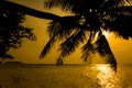 Silhouette of coconut tree , Twilight background Royalty Free Stock Photo