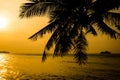Silhouette of coconut tree , Twilight background Royalty Free Stock Photo