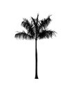 Silhouette coconut tree on white background