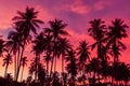 Silhouette of coconut trees against red sunset sky background.