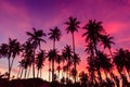 Silhouette of coconut trees against red sunset sky background. Royalty Free Stock Photo