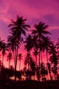 Silhouette of coconut trees against red sunset sky background. Royalty Free Stock Photo