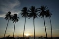 silhouette of coconut trees at dusk Royalty Free Stock Photo