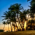 Silhouette of coconut Trees during sunset at Siloso Beach, Sentosa Island, Singapore. Royalty Free Stock Photo