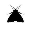 Silhouette of codling moth