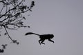 Silhouette: Colobus monkey leaps between trees at dusk Royalty Free Stock Photo