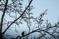 Silhouette Of Common Blackbird