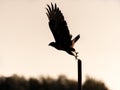 Silhouette of common buzzard Royalty Free Stock Photo