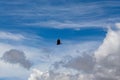Silhouette of common buzzard buteo buteo in flight Royalty Free Stock Photo