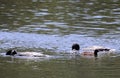 Silhouette Common Loon pair with fresh catch for baby